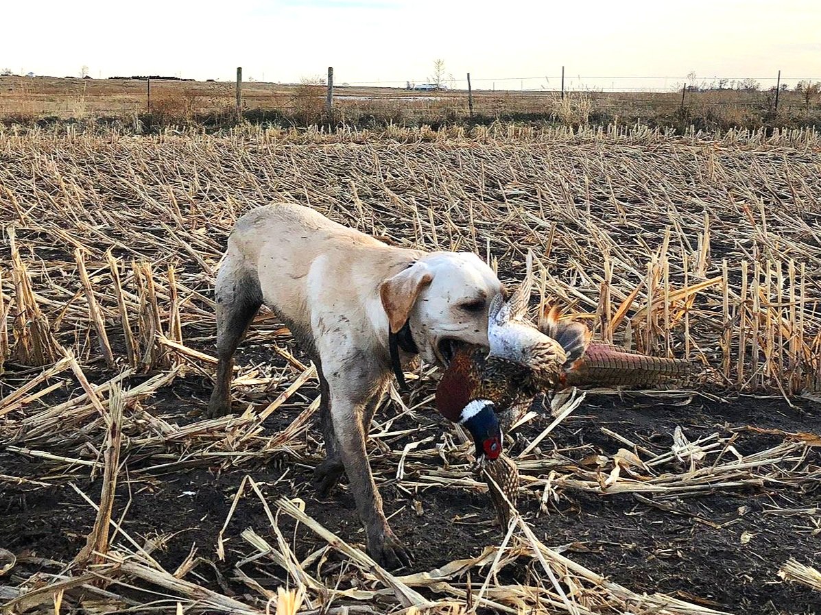 Mid-November field report
